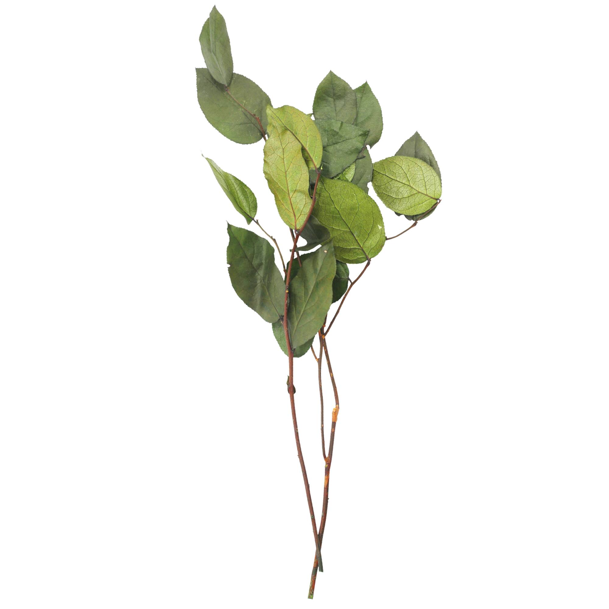24" Basil Salal Foliage by Ashland®